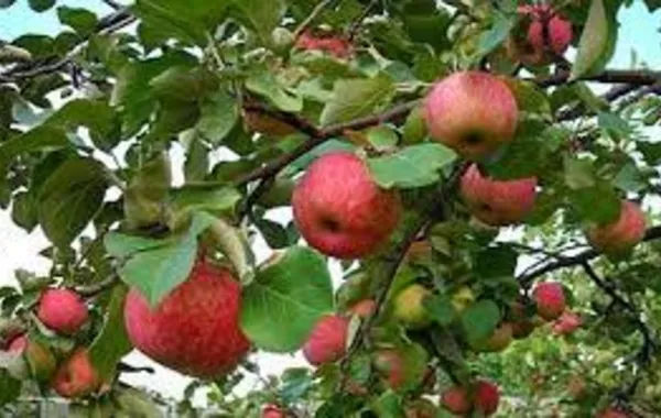 Azerbaijan Sees Major Growth in Apple, Pear, and Quince Exports in Early 2025