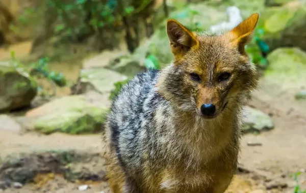 Wild Jackal Attack Injures Children in Kazakhstan's Village - VIDEO