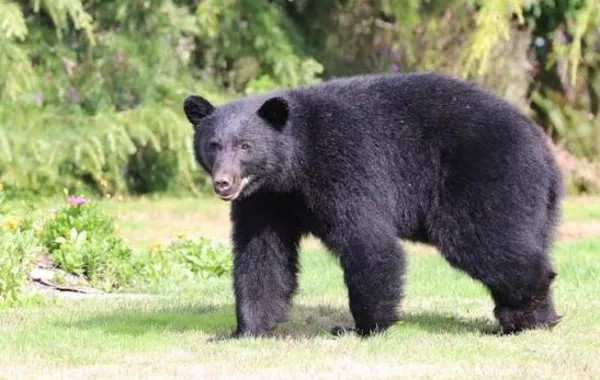 Russian City Raises Alert Amid Increased Bear Sightings