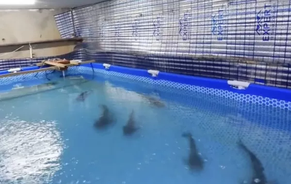Man Turns Apartment Basement Into Shark Pool in Uzbekistan