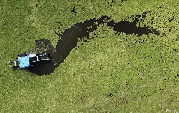 Pollution-Driven Aquatic Weed Overruns El Salvador's Largest Reservoir