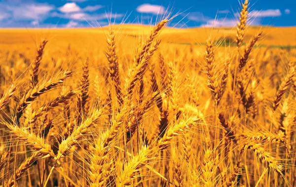 Russia Sends Wheat Shipment to Armenia via Azerbaijan