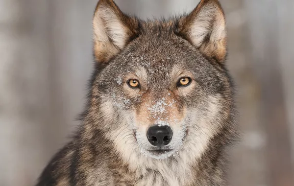 Wolves Attack Residents in Armenian Village, Including Two-Year-Old Child - VIDEO