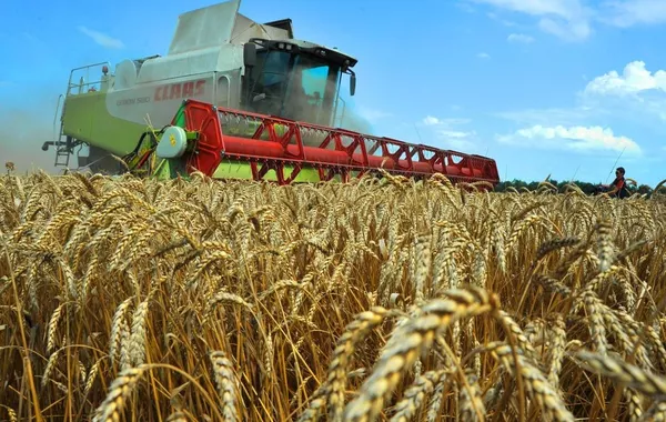 Kyrgyzstan Shifts Back to Kazakh Wheat Amid Import Surge