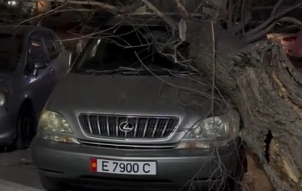 Strong Wind in Bishkek. Mayor's Office Reports on Damage to Infrastructure