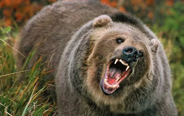Russian Fisherman Survives Bear Attack by Escaping on His Boat