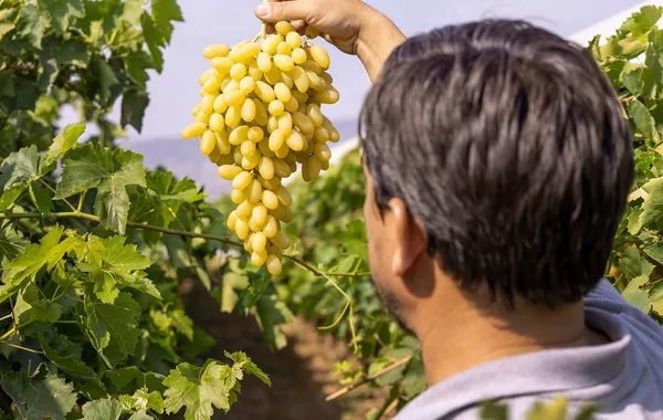 Armenia Approves $8.5 Million Aid Package to Help Exporters Find New Markets - VIDEO