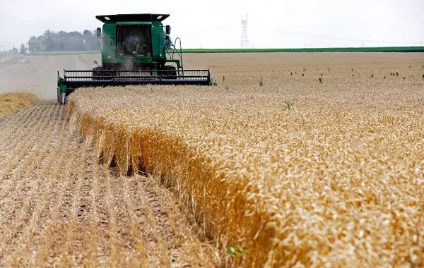 Wheat Prices Soar: What's Behind the Surge?