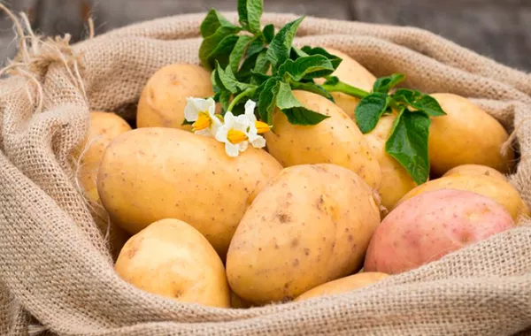 Uzbekistan Boosts Potato Production with Major “CARA” Seed Shipment from Egypt