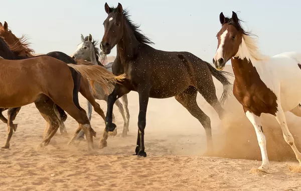 Kazakhstan, Kyrgyzstan, Uzbekistan to Manufacture Russian Horse Vaccine Under License