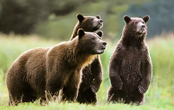 Bear Siege Grips Russia