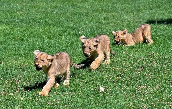 Türkiye Invites Public to Name Newborn Lions
