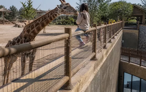 Uzbekistan's Safari Park Incident Triggers Debate Over Animal Behavior - VIDEO
