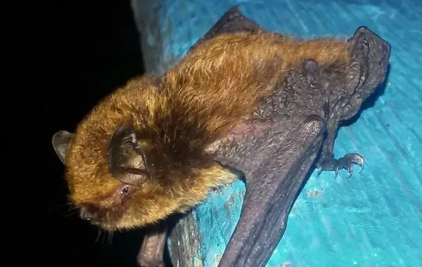 Rare Ikonnikov's Bat Emerges in Kazakhstan’s Altai Mountains
