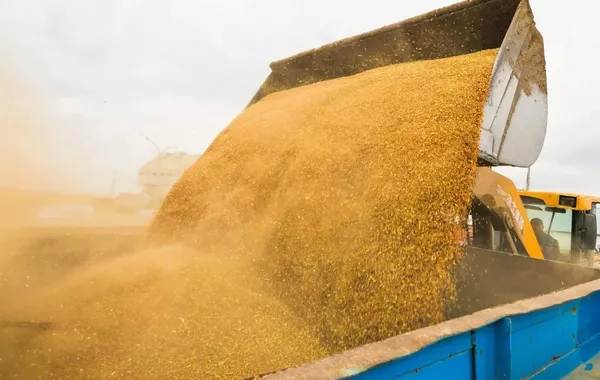 Turkmenistan Boosts Grain Output by 11.6% in First Half of 2026