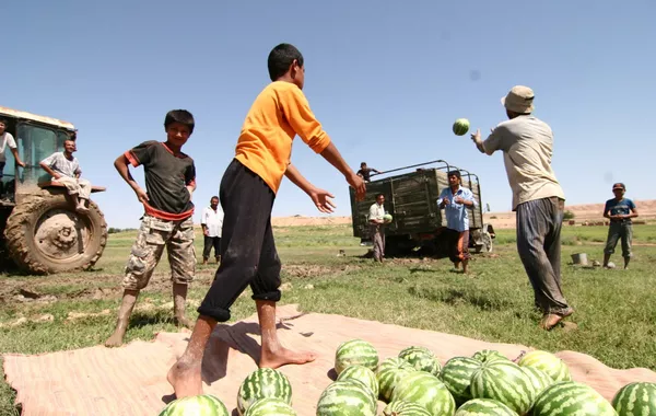 Tajikistan’s Agriculture Sees Robust Growth, Fueled by Fruit and Melon Surge