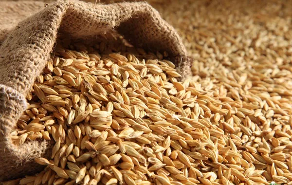 Kyrgyzstan Nearly Doubles Grain Imports from Kazakhstan Amid Record Harvest