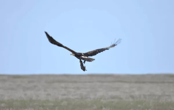 Nine Young Steppe Eagles From Kazakhstan Begin First Migration Journey