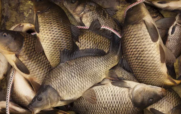Uzbekistan Achieves 9.4% Increase in Fish Catch During First Half of 2025