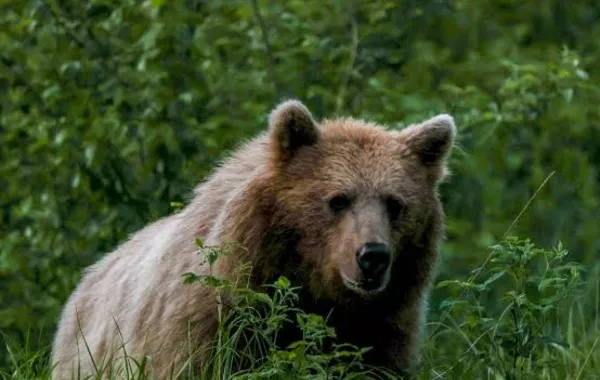 Bear Attacks Two Men Searching for Missing Calves in Russia's Buryatia
