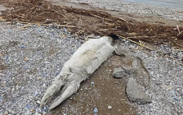 Mass Seal Deaths on Caspian Shoreline Shock Kazakhstan