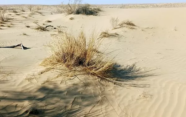 Central Asia Gains New Anti-Desertification Hub in Ashgabat