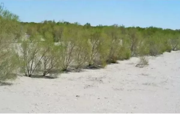 Tajikistan Expands Saxaul Plantations to Fight Climate Change