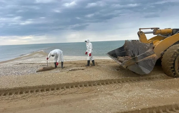 279 Dead Seals Found on Caspian Sea Coast