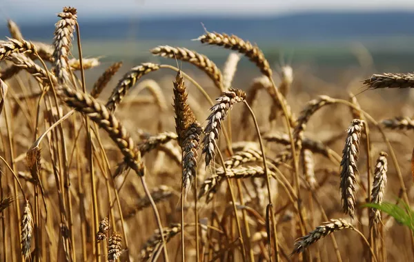 Kazakhstan Exports Agricultural Products to Over 72 Countries
