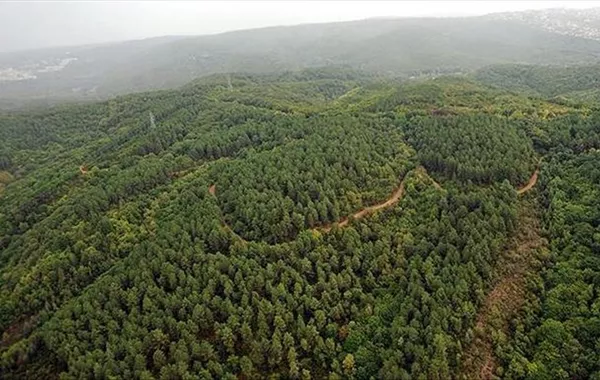 Türkiye Ranks Fourth in Global Forest Expansion in Last Decade