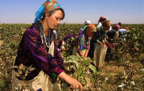 From Desks to Fields: Teachers and Pupils in Tajikistan Face Voluntary Cotton Work