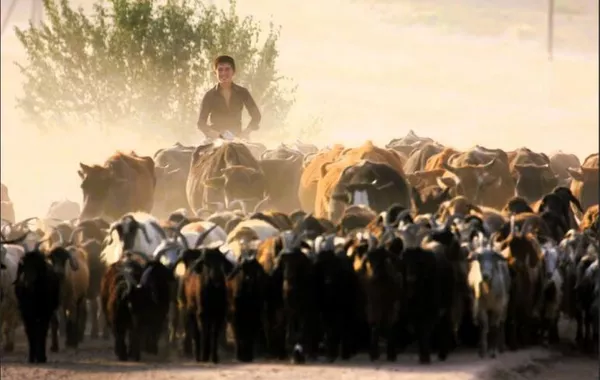 ADB Approves $17M Grant to Help Tajikistan Modernize Livestock Farming and Boost Food Security