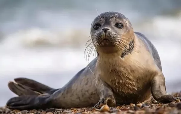 Dead Caspian Seals Wash Ashore in Russia's Dagestan