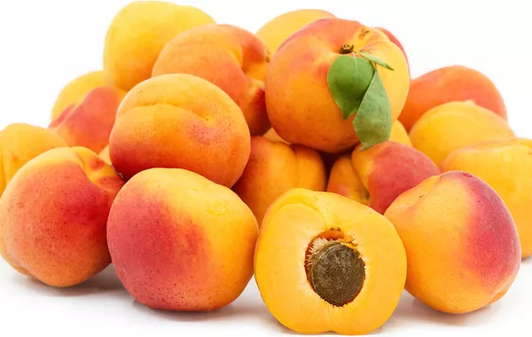 Tajikistan’s Asht District to Launch Major Apricot Processing Plant