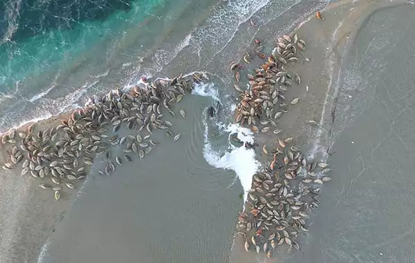 Kazakhstan to Establish Nature Reserve for Caspian Seal Conservation