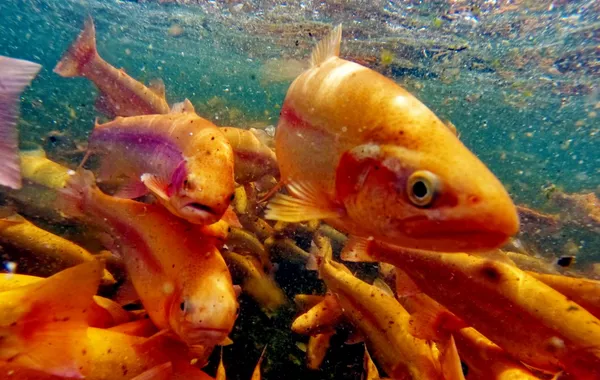 Russia Expands Restrictions on Armenian Fish Imports Over Certification Concerns