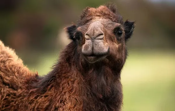 Camel Theft Costs Man Five Years Behind Bars in Kazakhstan