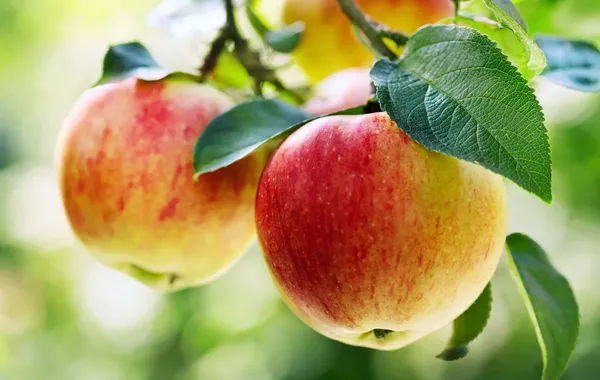 Kazakhstan Bans Apple Imports Until End of 2026