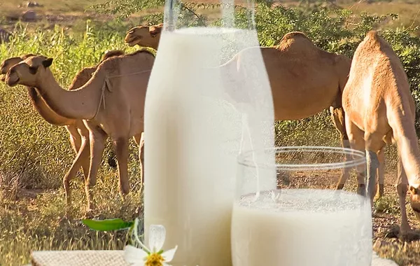 Kazakh Camel Milk Targets China and Middle Eastern Markets