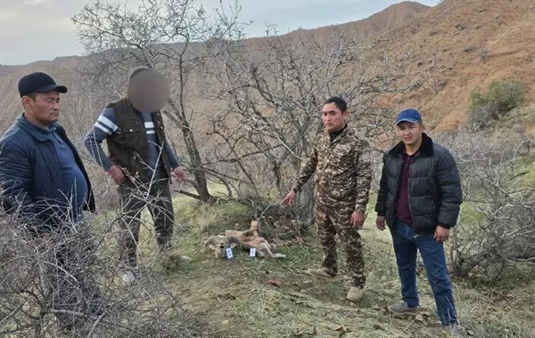 Uzbekistan Poacher Faces Massive Fine for Killing Protected Ram