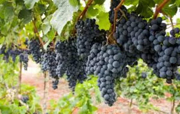 Surkhandarya Leads as Uzbekistan’s Grape Production Rises to 56,300 Tons