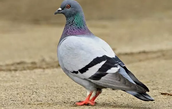 Ukrainian Customs Find Drug Tablets in Pigeon’s Tiny Backpack