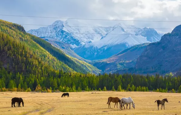 Kazakh PM Calls for Global Green Unity at Altai Environmental Forum