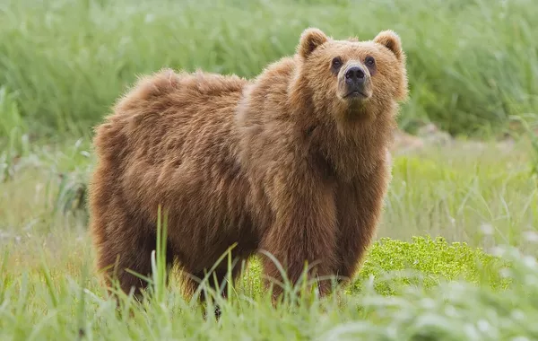 Bear Attacks Russian Tourist While Fishing in Tuva