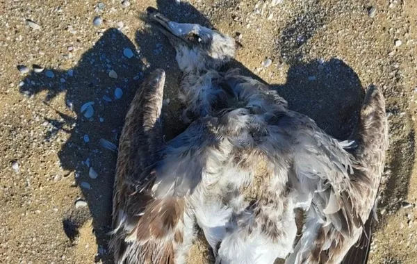 Environmental Concern as Dozens of Dead Birds Wash Up on Shores of Kazakhstan's Mangistau