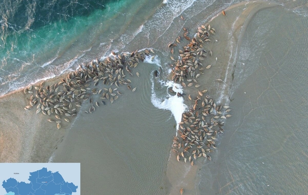 New Documentary Highlights Kazakhstan’s Efforts to Protect Caspian Seals