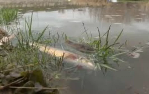 Chemical Spill Triggers Mass Fish Death in Kazakhstan