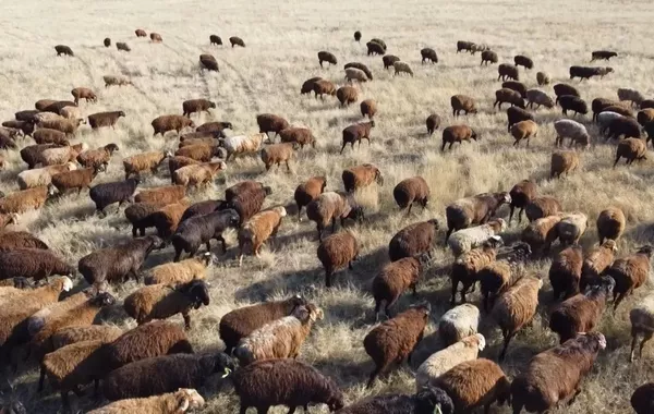 Kazakhstan Eyes Livestock Exports to 42 Countries
