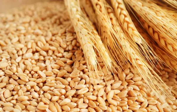 Kazakhstan to Ban Wheat Imports for Six Months to Support Local Farmers