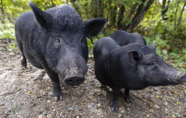 Russia's Moscow Region Issues Warning as Wild Boars Become More Aggressive